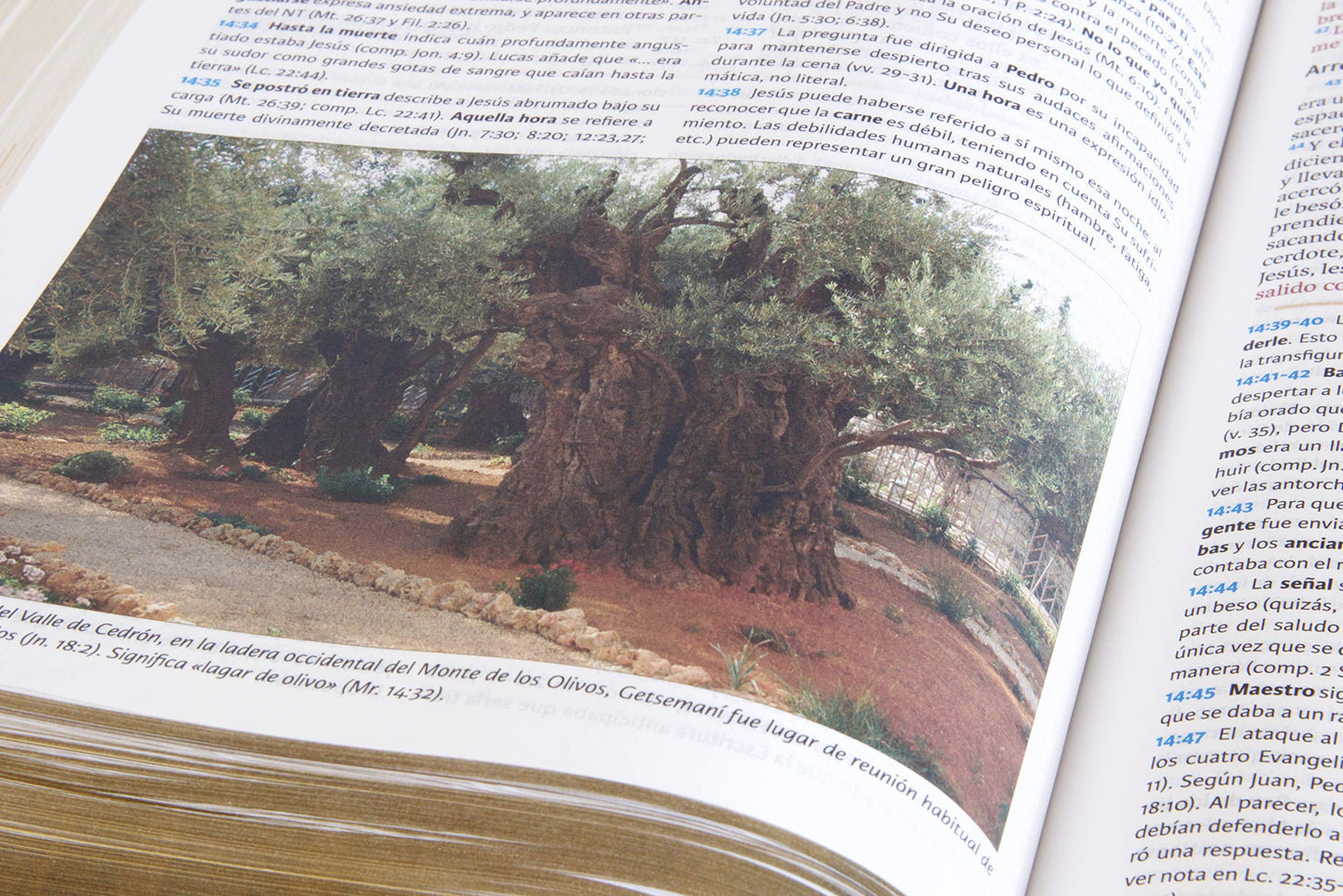 RVR 1960 Biblia de Estudio Holman, chocolate/terracota, símil piel (Spanish Edition)
